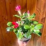 Púštna ruža červená (Adenium obesum) – výška 20–30 cm, kont. C1L